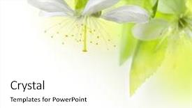  Presentation with cherry - Slide deck having spring cherry flowers background and a white colored foreground