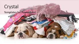  Presentation with english - Slide deck having spring cleaning - two english bulldogs background and a coral colored foreground