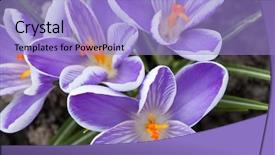  Presentation with blooming flower animated crocus - Slide set having spring crocus flower background and a light blue colored foreground