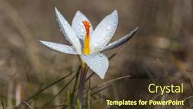  Presentation with spring water - Theme featuring spring-crocuse-flower-in-morning background and a tawny brown colored foreground