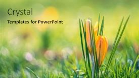  Presentation with spring - Slide set featuring spring-crocuses-on-a-sunny background and a yellow colored foreground