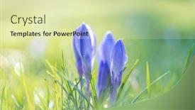  Presentation with spring - Cool new slide deck with spring-crocuses-on-a-sunny backdrop and a soft green colored foreground