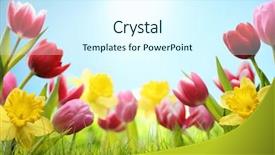  Presentation with daffodil - Audience pleasing PPT theme consisting of spring daffodil and tulips backdrop and a cool aqua colored foreground