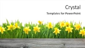  Presentation with daffodil - PPT theme with spring daffodils flowers with copy background and a white colored foreground