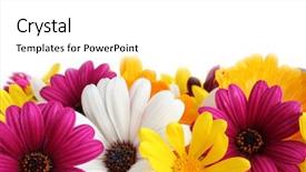  Presentation with daisy - Cool new presentation theme with spring daisy border backdrop and a white colored foreground