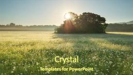  Presentation with beautiful spring flowers - Theme having spring daisy flowers in meadow background and a tawny brown colored foreground