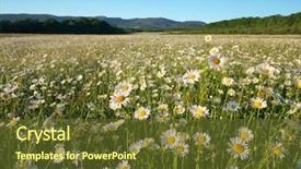  Presentation with jasmine spring flowers - Presentation theme featuring spring daisy flowers in mountain background and a tawny brown colored foreground