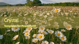  Presentation with spring flowers on textured - Presentation design enhanced with spring daisy flowers in mountain background and a tawny brown colored foreground
