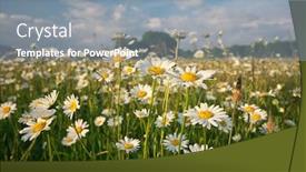  Presentation with beautiful spring flowers - Colorful presentation design enhanced with spring-daisy-flowers-in-mountain backdrop and a mint green colored foreground