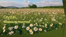  Presentation with beautiful spring flowers - Presentation design featuring spring-daisy-flowers-in-mountain background and a tawny brown colored foreground