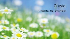  Presentation with daisy - Slides featuring spring daisy flowers with green background and a light blue colored foreground