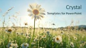  Presentation with daisy - Cool new PPT theme with spring daisy portrait and sunshine backdrop and a light blue colored foreground