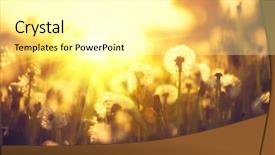 Presentation with dandelion - PPT layouts with spring dandelion field over sunset background and a blonde colored foreground