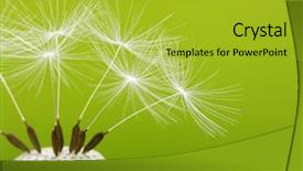  Presentation with abstract spring green - Slide set featuring spring dandelion on green background background and a yellow colored foreground