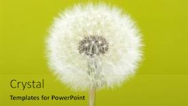  Presentation with dandelion - Amazing PPT theme having spring-dandelion-on-green-background backdrop and a yellow colored foreground