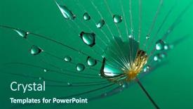  Presentation with spring water - Amazing PPT layouts having spring-dandelion-seed-with-water backdrop and a ocean colored foreground