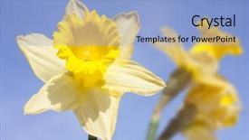  Presentation with daffodil - Theme with spring day with daffodil shot against a blue sky background and a light blue colored foreground