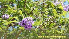  Presentation with israel - Slides enhanced with spring-dense-flowering-trees background and a tawny brown colored foreground