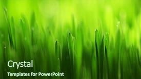  Presentation with rainy days season wet green - Cool new theme with spring dew - wet grass close-up background backdrop and a forest green colored foreground