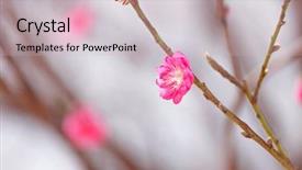  Presentation with chinese new year 2021 - PPT theme having spring festival - peach blossom decoration flower background and a lemonade colored foreground