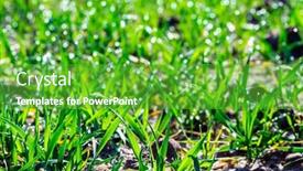  Presentation with wheat - Presentation enhanced with spring-fields-with-fresh-shoots background and a shamrock green colored foreground