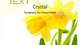  Presentation with floral border over white - Slide deck having spring floral border beautiful fresh background and a  colored foreground