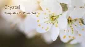  Presentation with bud - Beautiful slides featuring spring-flower-and-bud backdrop and a lemonade colored foreground