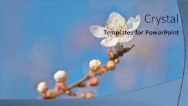  Presentation with bud - Cool new PPT theme with spring-flower-and-bud backdrop and a teal colored foreground