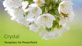  Presentation with bud - Presentation theme consisting of spring-flower-and-bud background and a yellow colored foreground