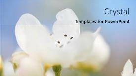  Presentation with bud - 