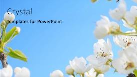  Presentation with bud - 