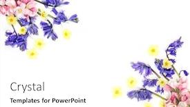  Presentation with apple flower - Presentation design consisting of spring-flower-background-border background and a white colored foreground