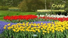  Presentation with easter bunny yellow spring flower - Cool new PPT theme with spring flower bed in keukenhof backdrop and a tawny brown colored foreground