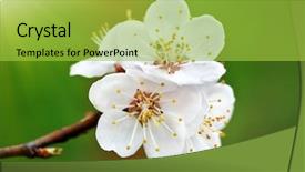  Presentation with forest beautiful spring nature - PPT theme consisting of spring flower composition of nature background and a  colored foreground