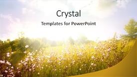  Presentation with blue flower bulb field - Audience pleasing PPT theme consisting of spring flower field and blue backdrop and a cream colored foreground