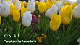  Presentation with spring - Presentation design enhanced with spring-flower-field-beautiful-spring background and a tawny brown colored foreground