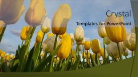  Presentation with spring - Slide set featuring spring-flower-field-beautiful-spring background and a  colored foreground