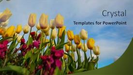  Presentation with spring - Slide set enhanced with spring-flower-field-beautiful-spring background and a light blue colored foreground