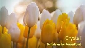  Presentation with spring - Slide deck having spring-flower-field-beautiful-spring background and a tawny brown colored foreground