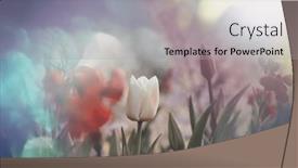  Presentation with farming - Presentation theme consisting of spring-flower-field-beautiful-spring background and a light gray colored foreground