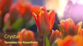  Presentation with farming - Presentation theme featuring spring-flower-field-beautiful-spring background and a tawny brown colored foreground