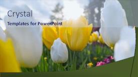  Presentation with farming - Presentation consisting of spring-flower-field-beautiful-spring background and a sky blue colored foreground