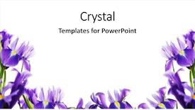  Presentation with iris flower - Cool new presentation theme with spring flower frame made backdrop and a white colored foreground