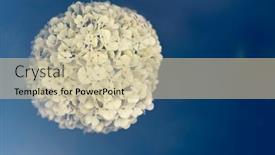  Presentation with flower vintage - Colorful PPT layouts enhanced with spring-flower-in-vintage-tint backdrop and a  colored foreground