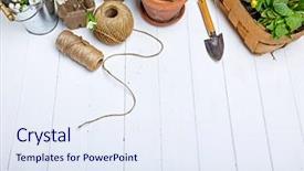  Presentation with narcissus - PPT layouts consisting of spring flower muscari and narcissus background and a sky blue colored foreground