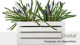  Presentation with spring - Presentation having spring-flower-muscari-in-white background and a light gray colored foreground