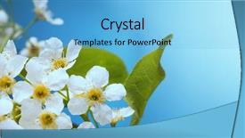  Presentation with sky - Slides with spring flower on sky beckground background and a  colored foreground