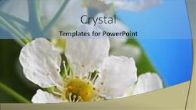  Presentation with sky - Presentation theme having spring-flower-on-sky-beckground background and a light blue colored foreground