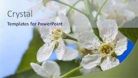  Presentation with sky - Colorful PPT theme enhanced with spring-flower-on-sky-beckground backdrop and a sky blue colored foreground