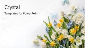 Presentation with narcissus - Colorful PPT layouts enhanced with spring flower on white background backdrop and a white colored foreground